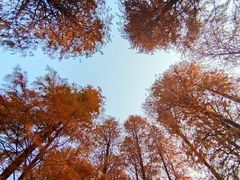 -青龙山国家森林公园