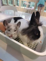 -Moni星球萌宠·小马宝莉·灵蛇·高端高阶全萌宠互动体验俱乐部(红豆国际广场店)