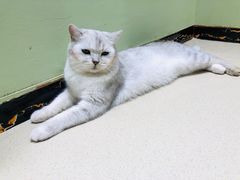 -藏猫猫咖啡主题馆(中央大道店)