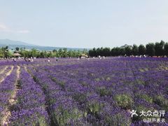 -富田农场