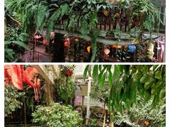 -正佳雨林生态植物园