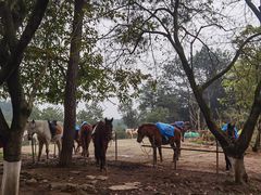 -铁山坪森林公园