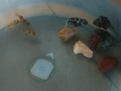 -中环花鸟鱼虫市场