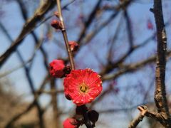 -香雪海