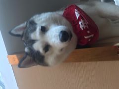 -Husky Go! 哈士奇体验馆·宠物咖啡厅狗咖