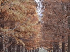 -小芝红树林