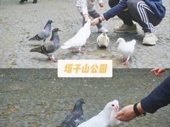 -望江楼公园