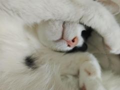 -爱诺耐芙动物医院(万博店)