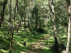 -大浪坝森林公园