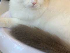 -momokira米努特·德文卷毛猫·棉花面纱犬