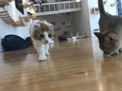 -momokira米努特·德文卷毛猫·棉花面纱犬