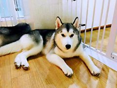 -Husky Go! 哈士奇体验馆·宠物咖啡厅狗咖