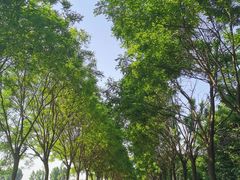 -洨河生态公园