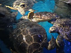 -烟台海昌鲸鲨海洋公园