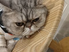 -楼上猫咖(罗湖店)