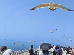 -星海湾跨海大桥
