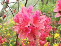 -南汇桃花村