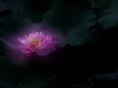 -陈家山荷花公园