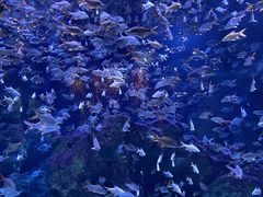 -成都浩海立方海洋公园