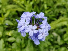 -深圳市中科院仙湖植物园