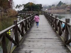 -合肥滨湖国家森林公园