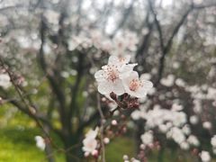 -顾村公园