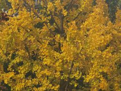 -四川大学(华西校区)