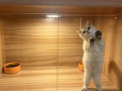 -猫十亿·布偶金渐层·曼基康矮脚猫舍(青年路店)