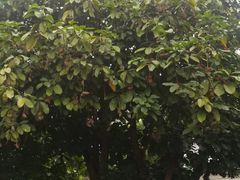 凤眼果树-润记农家菜