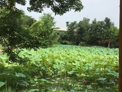 -鱼凫人家