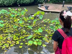 -九龙公园