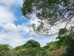 -深圳仙湖植物园