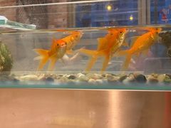 -黄鱼炙夜(华家池店)