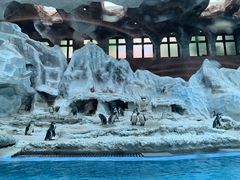 -帝企鹅自助餐厅•儿童岛•真企鹅(长隆企鹅酒店)