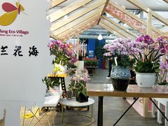 -荷兰花海