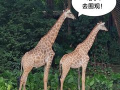 -广州长隆野生动物世界