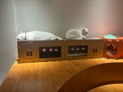 -有猫主题·治愈系猫咖(曾厝垵店)