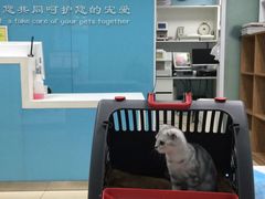-纳吉亚猫专科动物诊疗中心(蒋宅口分院)