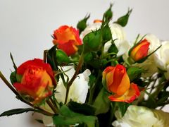 -秦美花卉(天朗·莱茵小城2期店)