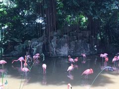 -新加坡飞禽公园