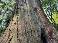 -天目山大树王景区