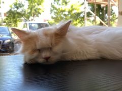 -平行世界·猫咖(首经贸店)