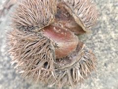 -南京市江宁方山