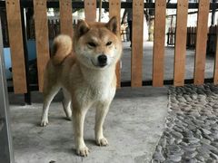 -柴犬高等学院·狗咖·柴犬售卖·宠物训练