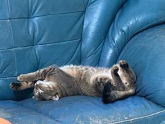 -瑞派伍一宠物医院·眼科·骨科·猫科转诊中心(马王堆院)