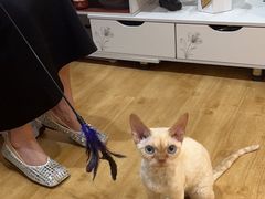 -喵百万·布偶·蓝金金渐层英短·猫舍(百子湾店)