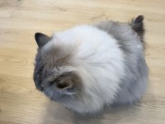 -有喵·猫咖·狗咖·40+猫狗有小奶狗(岗厦店)
