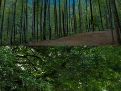 -杨家堂村