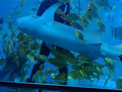 -太平洋海底世界