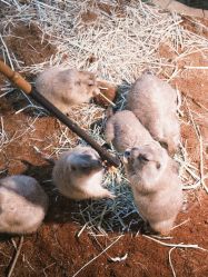 点击看大图 -Zoolung Zoolung动物主题公园(海信广场店)